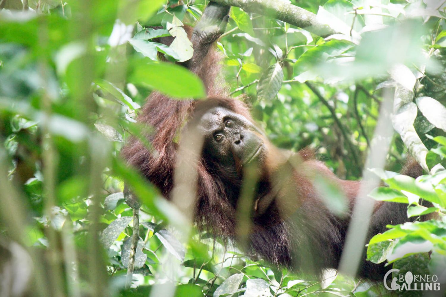 Proboscis Monkey at Kinabatangan
