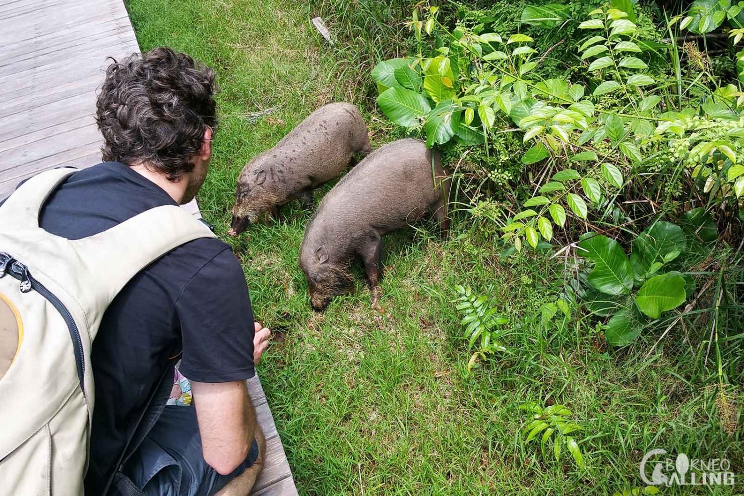 Men watching pig at Kinabatangan wildlife tour