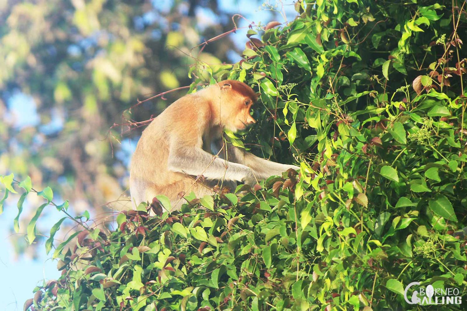 Monkey at Kinabatangan wildlife safari