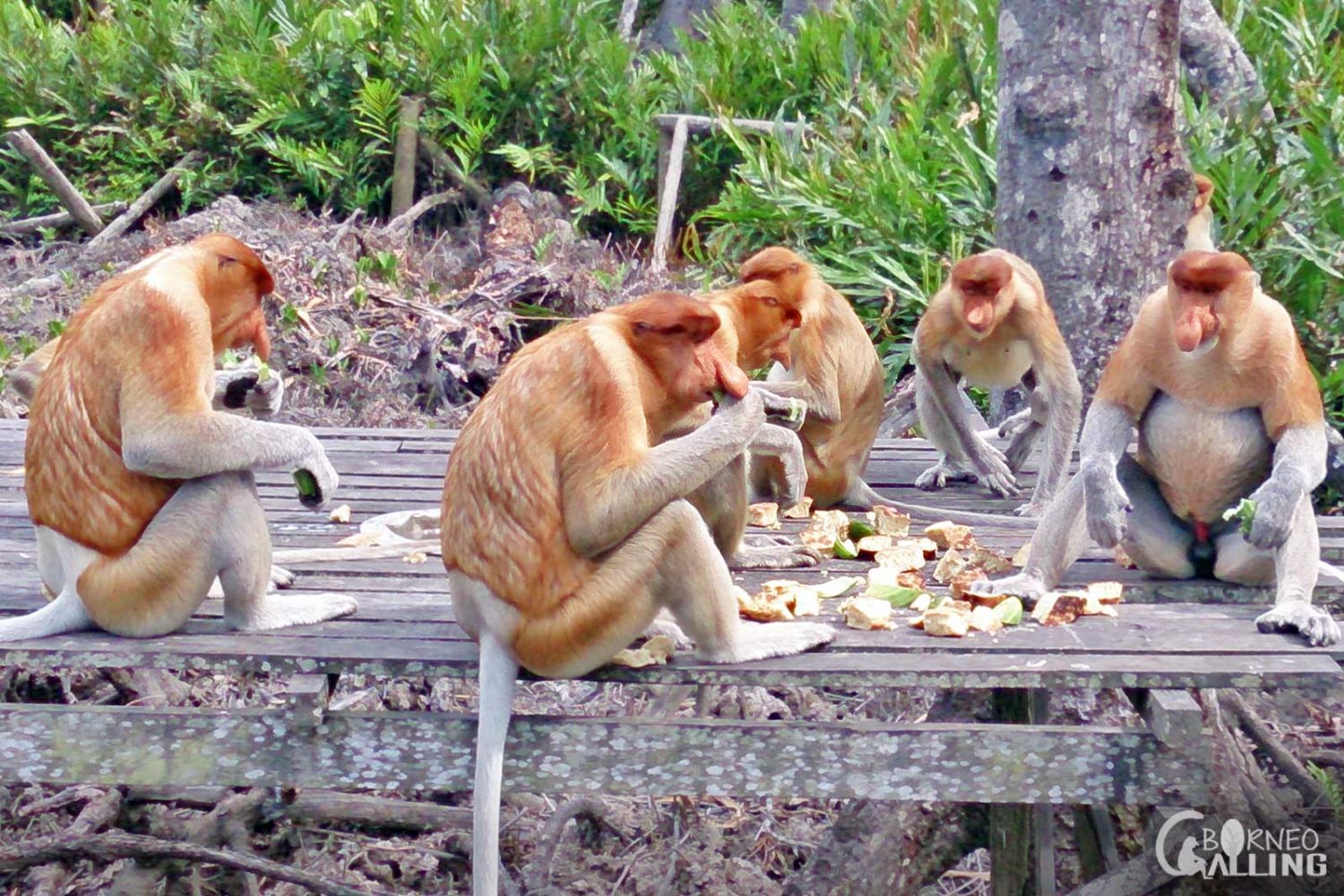 Labuk Bay proboscis Monkey Sanctuary