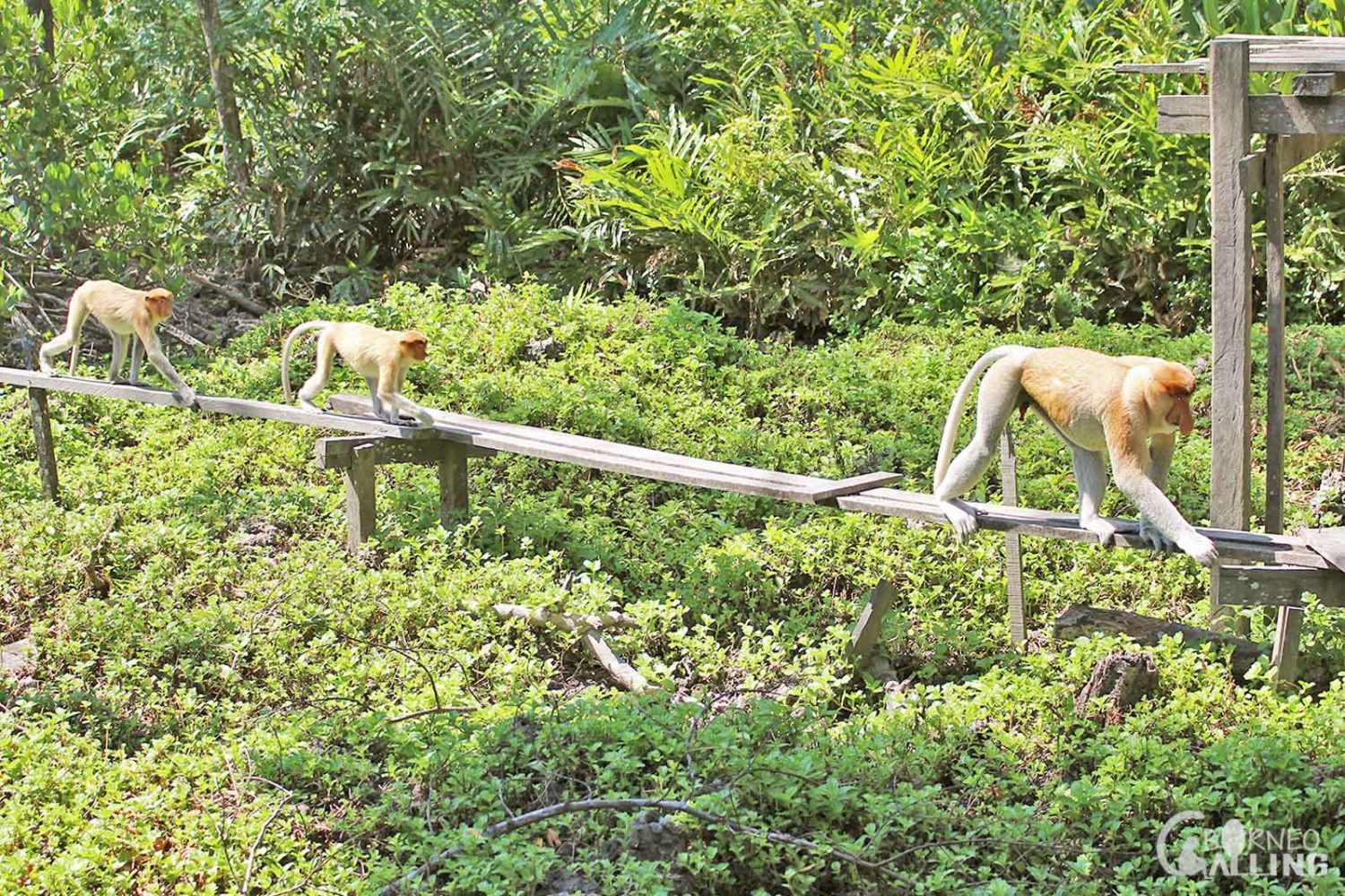 Labuk Bay Proboscis Monkey