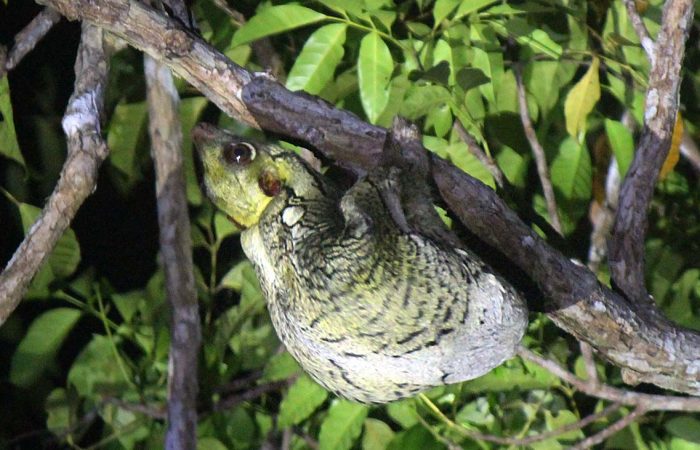 field guides borneo tour