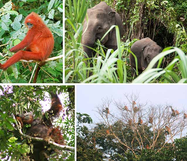 Kinabatangan River A Borneo Wildlife Santuary Borneo Calling Kinabatangan River A Borneo Wildlife Santuary Borneo Calling